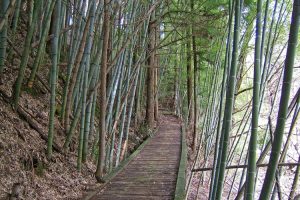 On trek - bamboo grove, Nakasendo trail