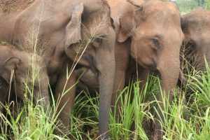 A herd of Elephants in Yala National Park