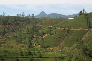 Tea plantations with Adam's Peak in the background