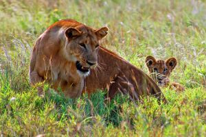 Lions, Murchison Falls National Park