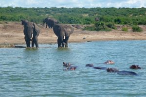Elephants and hippos on the shore of Kazinga Channel, Queen Elizabeth National Park