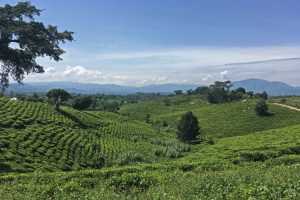 Tea plantations walking from Kihihi to Buhoma