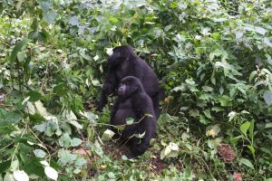 Gorilla tracking, Bwindi Impenetrable Forest
