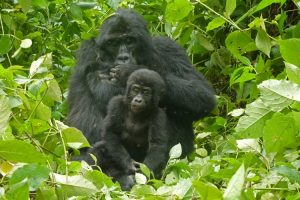 Baby gorilla with mother, Bwindi Impenetrable Forest
