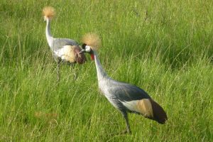 Grey-Crowned Cranes, Lake Mburo National Park