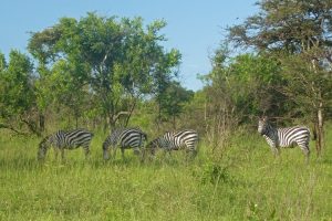 Zebras, Lake Mburo National Park