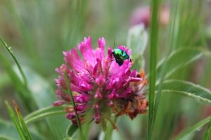 Flora and fauna of the Clarée Valley - Beetle on orchid