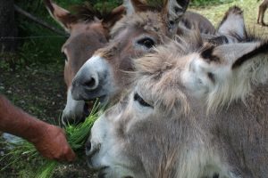 A group of donkeys in Nevache