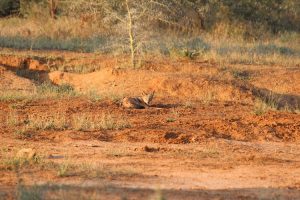 Jackal whilst on foot in Northern Kruger Pafuri
