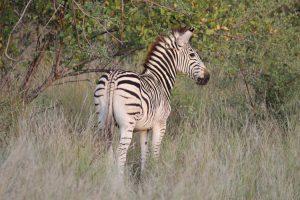 Zebra, Pafuri walking trails