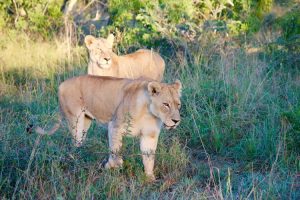 Lions on the hunt - Mantobeni safari experience