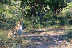 Leopard, Mantobeni Safari drive