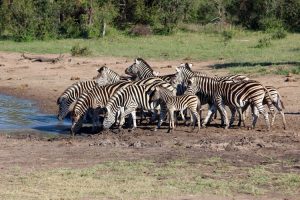 Zebras on Mantobeni Safari drive