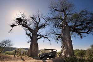 Pafuri trails safari - Kruger National Park