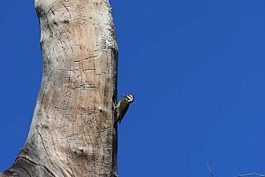 Woodpecker, Kruger National Park