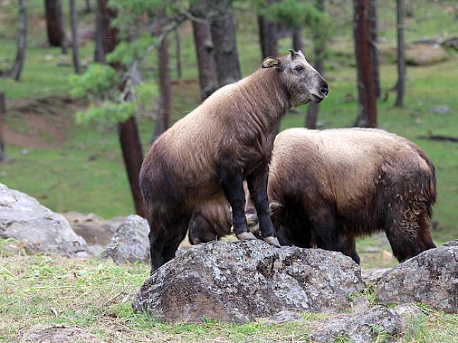 Best things to do in bhutan takin 600x450