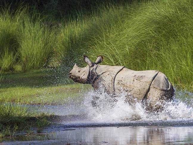 Best things to do in nepal greater one horned rhinoceros Bardia national park 600x450