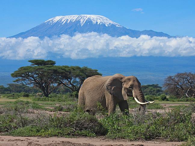 Everest v kilimanjaro wildlife 600x450