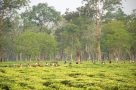 Tea planatation in Assam