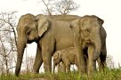 Indian elephants at Kaziranga National Park