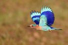 An Indian roller bird