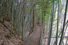 On trek - bamboo grove, Nakasendo trail