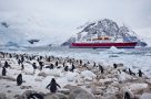 Antarctica wildlife - penguins