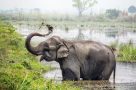 Elephant bathing in Chitwan National Park