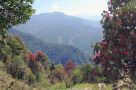 Rhododendrons near Khongma. Image by N Morgan