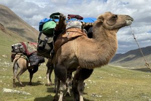 Trek support camels