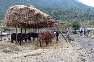 Traditional farming in Bhutan