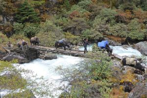 Yaks on trail