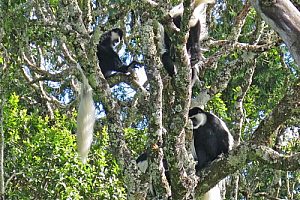 Black and white colobus monkeys, Kilimanjaro National Park. Image by Mr & Mrs Church