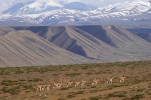 Mount kailash tibet wild ass