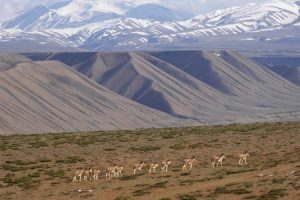 Wild ass beside the road on the Tibetan Plateau