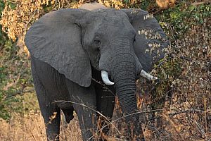 Safari wildlife - elephant near Luwi Camp. Image by J Limburn-Turner
