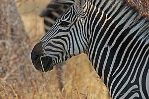 Safari wildlife - Zebra near Kakuli. Image by J Limburn-Turner