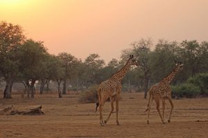 Safari wildlife - giraffes near Kakuli at sunsetImage by J Limburn-Turner