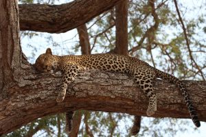 Safari wildlife - leopard. Image by J Limburn-Turner