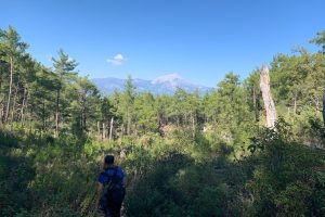 Walking through the pine forest, on trek in Olympos