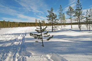 Sledding through Lapland wilderness