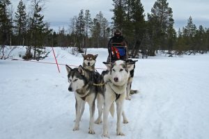 Dog sled team