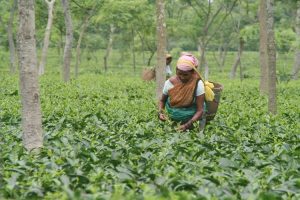 Tea pickers in Assam