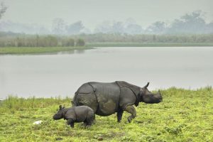 Rhinos at Kaziranga National Park