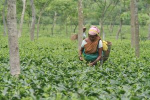 Tea picker in Assam