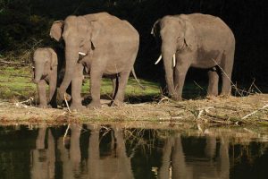 Elephants at Kaziranga National Park