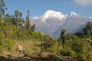 Views on the Annapurna Sanctuary Trek. Image by D Cook