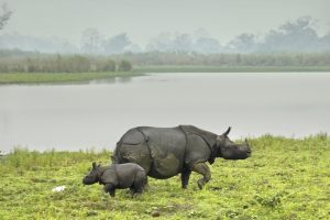 Rhinos at Kaziranga National Park, Assam
