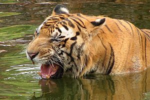 Tiger at Kaziranga National Park, Assam