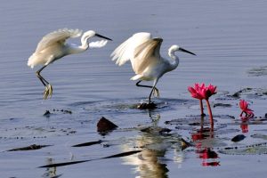 Kaziranga National Park bird-life - Egrets